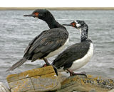 Cormorants